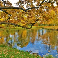 Золотая осень на прудах"Озерки"... :: Sergey Gordoff