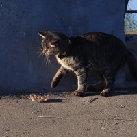 Кошки-мышки :: Людмила Гулина