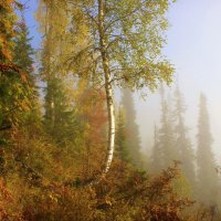 Осенний туман :: Сергей Чиняев 