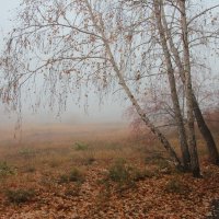 Осенний туман :: victor Lion