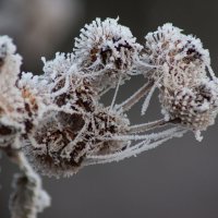 Плоды репейника после заморозка :: Любовь Сахарова