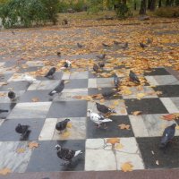 Голуби, как и люди - фигуры на шахматной доске Времени... :: Alex Aro Aro Алексей Арошенко