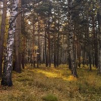 В густом лесу солнце пробивается . :: Мила Бовкун