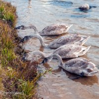 Молодые лебеди дружно поедают прибрежные водоросли.  (Снято на SONY Cyber-Shot DSC-R1) :: Анатолий Клепешнёв