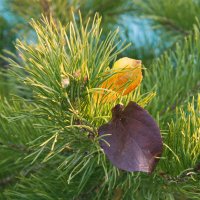 Осень на лапах сосны. :: сергей 