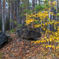 В осеннем лесу :: Евгений Тарасов 