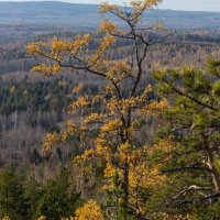 Лиственница :: Евгений Тарасов 