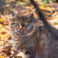 Осенний кот. :: Анатолий. Chesnavik.