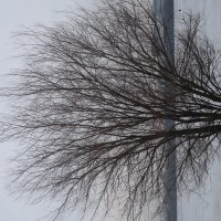 Одинокое дерево :: Алла Яшникова