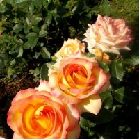 Три прекрасные розы. :: VasiLina *