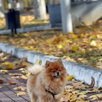 Прохожие из парка :: Николай Зернов