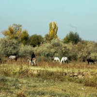 Осень :: Николай 