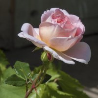 Розовая  роза :: Валентин Семчишин