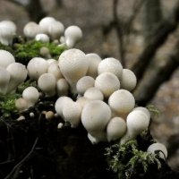 Семейство грибов :: Heinz Thorns