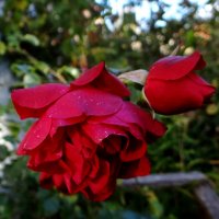 Октябрь розы :: Антонина Гугаева