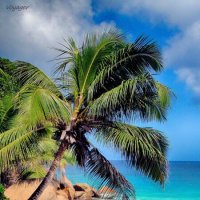 Seychelles. La Digue island. Patatran :: Voyager .