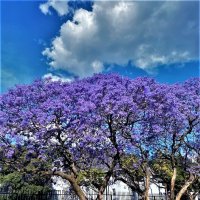 Весна в Йоханнесбурге... :: Евгений Яхим
