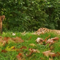 Осенью гепарды особенно красивы! :: Владимир Манкер