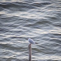 Одинокая чайка :: Александр Довгий