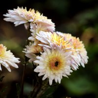 Хризантемы осенний цветок. :: barsuk lesnoi