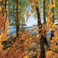 Осенние листья :: Vladimbormotov 