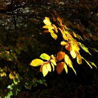 Осенний свет :: Heinz Thorns