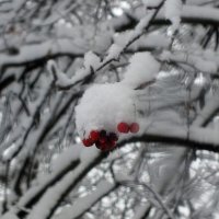 Под снегом :: Зоя Мишина