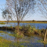 Река Ипуть :: Надежда Буранова 