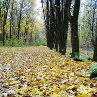 Осенний парк. :: Милешкин Владимир Алексеевич 