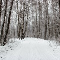 Дорога в зиму. :: веселов михаил 