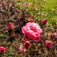 Розы в парке Тойла-Ору :: veera v
