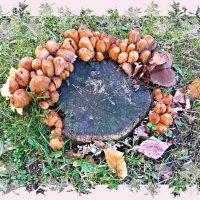 Осенний грибной хороводик :: veera v