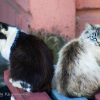 Влюблённая парочка соседских котиков. (Снято на SONY Cyber-Shot DSC-F828) :: Анатолий Клепешнёв