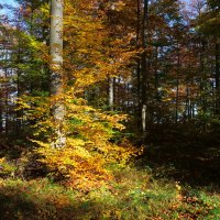 Осенний лес :: Sergej 