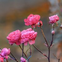 Красота октябрьских роз :: Игорь Сарапулов