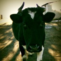 Любопытная корова :: Vladius MK 
