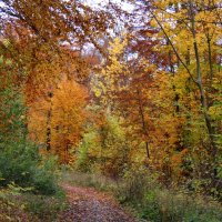 Осень в лесу :: Heinz Thorns