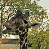 Пантомима от жирафа :: Владимир Манкер