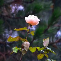 Ноябрьская роза :: Oleg4618 Шутченко