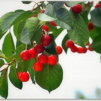 Спелые вишни :: Ольга (crim41evp)