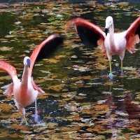 Танец розовых фламинго :: Владимир Манкер