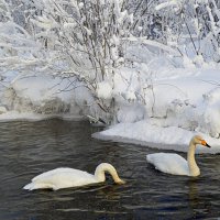 Озеро зимовки лебедей :: Татьяна Лютаева