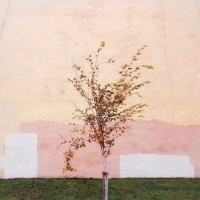 Одинокое дерево на фоне супрематической стены :: rittchie 