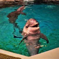 Дельфины всегда рады зрителю :: Владимир Манкер