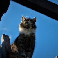 Сидит на крыше кошка и смотрит на кота :: Ирина Климченкова