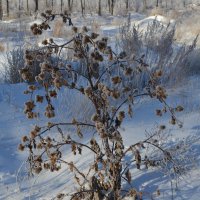 Казахстанский  кактус.... :: Андрей Хлопонин