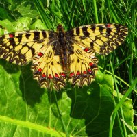 Поликсена, или зеринтия Поликсена (лат. Zerynthia polyxena) — дневная бабочка семейства парусн :: Ivan Vodonos