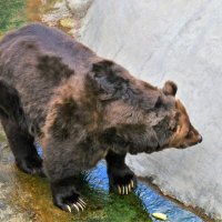Бурый медведь :: Константин Анисимов