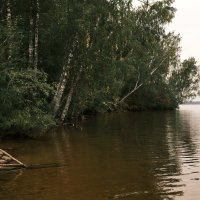 Утопающий лес :: san05 -  Александр Савицкий