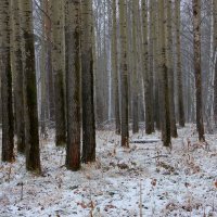 Ноябрь в лесу :: Нэля Лысенко